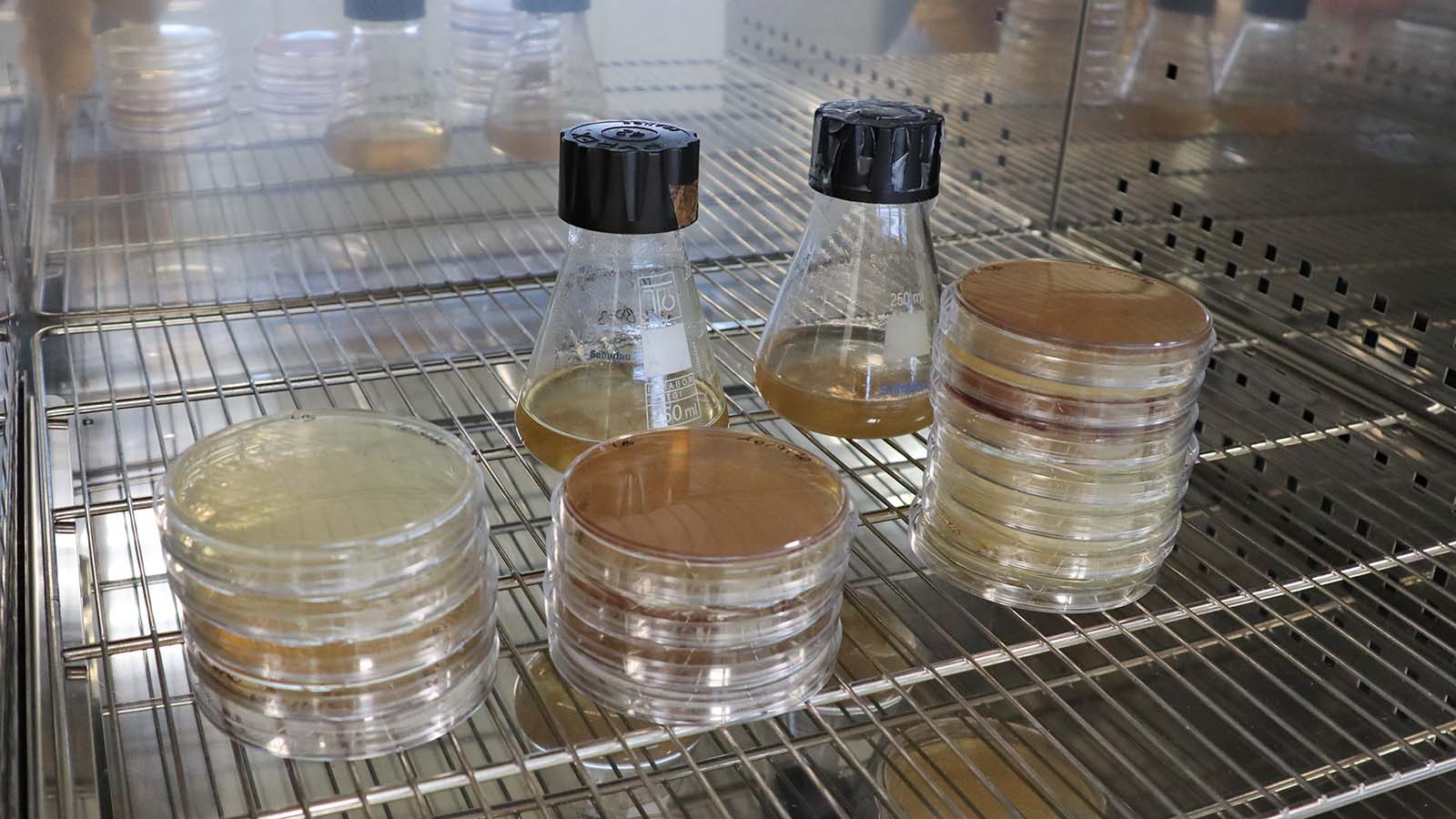 biotecnología industrial : estufa de laboratorio de ITENE