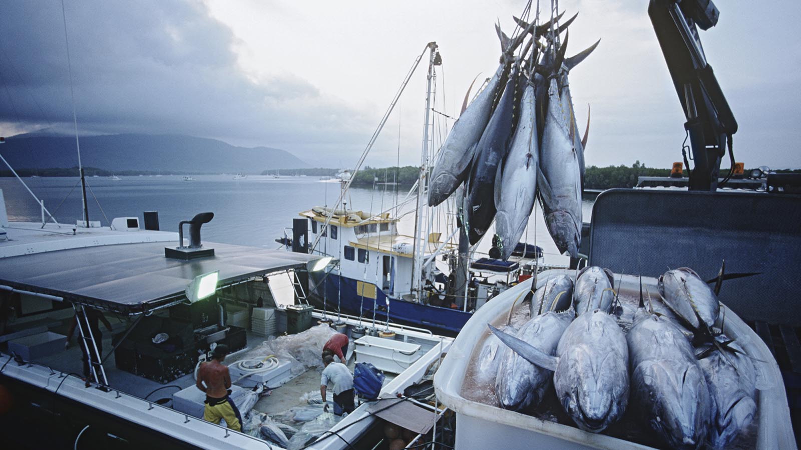 Proyecto SUREFISH para garantizar la trazabilidad del pescado en la logística y el transporte