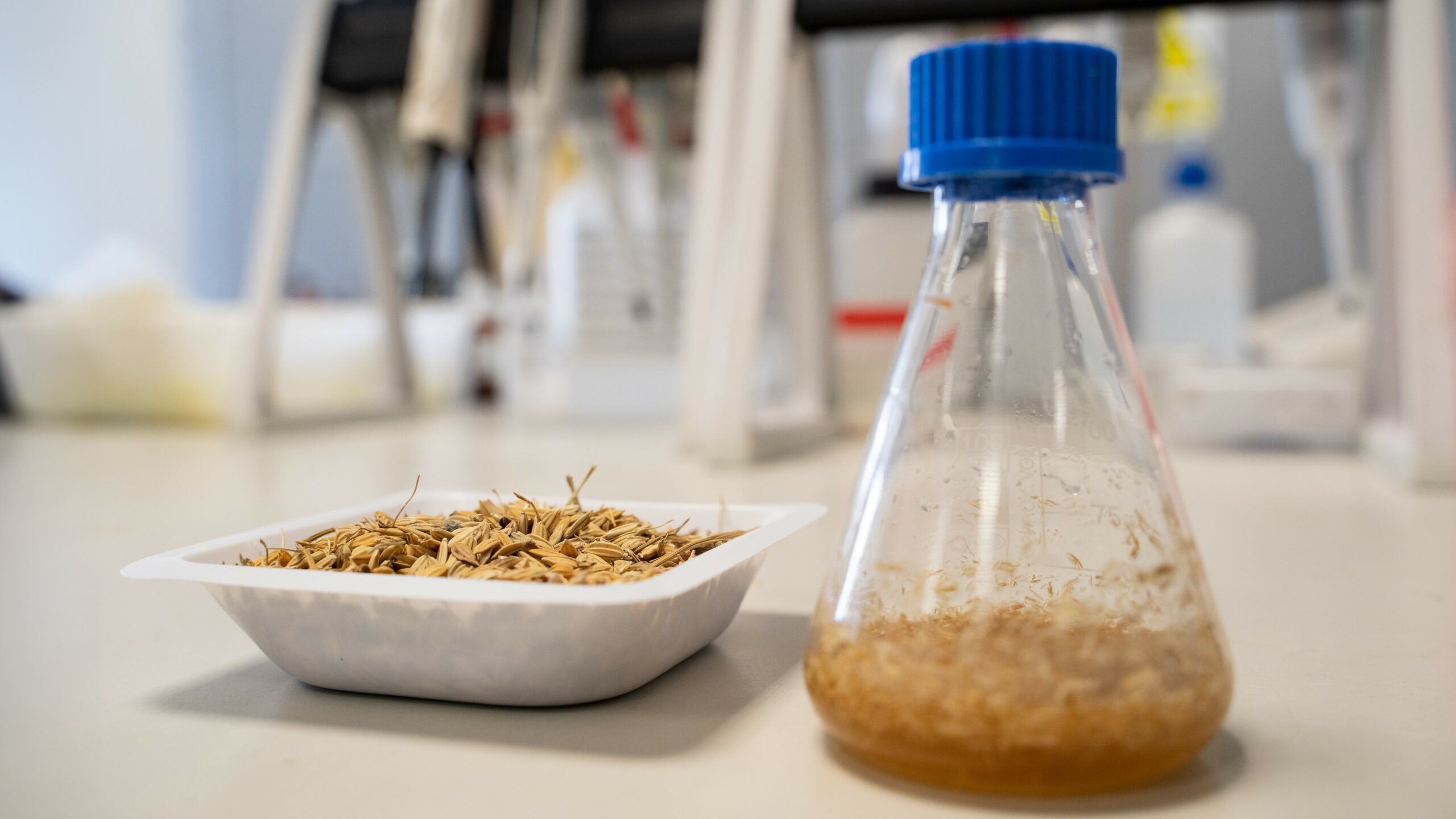 Muestra de cascarilla de arroz utilizada en ESENCIAL (izquierda) y montaje de los ensayos de hidrólisis enzimática en matraz para la obtención de hidrolizados ricos en azúcares de segunda generación (derecha).